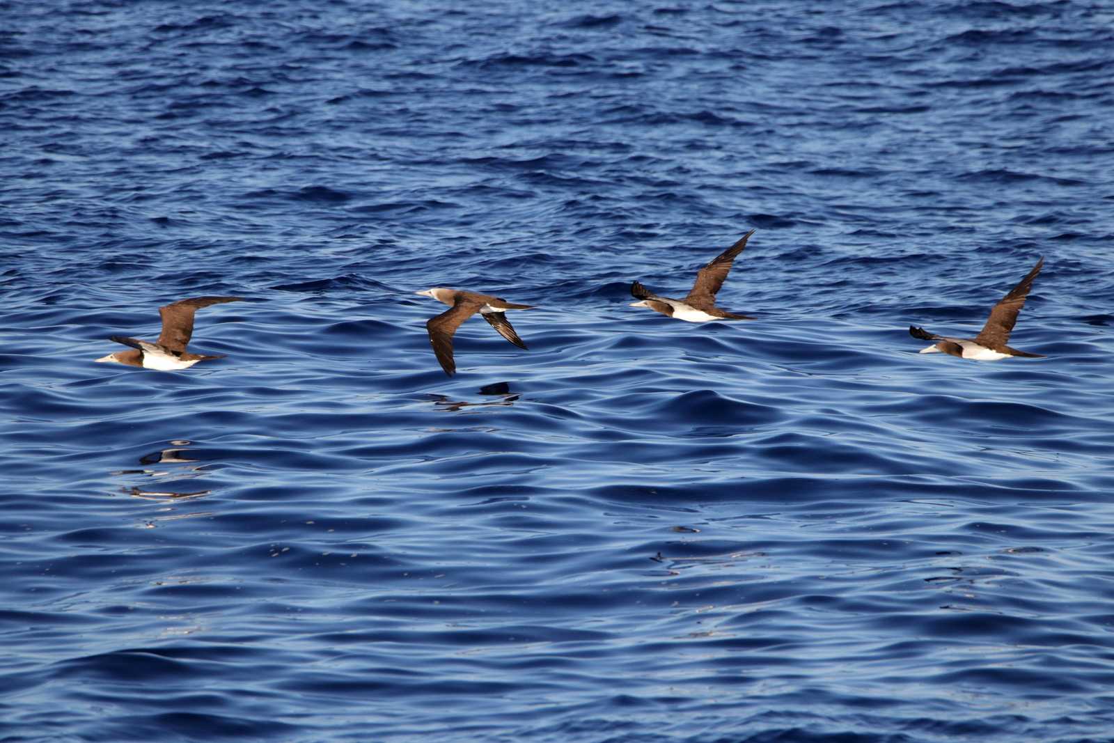 Photo of Brown Booby at Islas Revillagigedo (Mexico) by とみやん