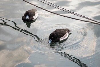 Tufted Duck 洗足池公園 Thu, 12/16/2021