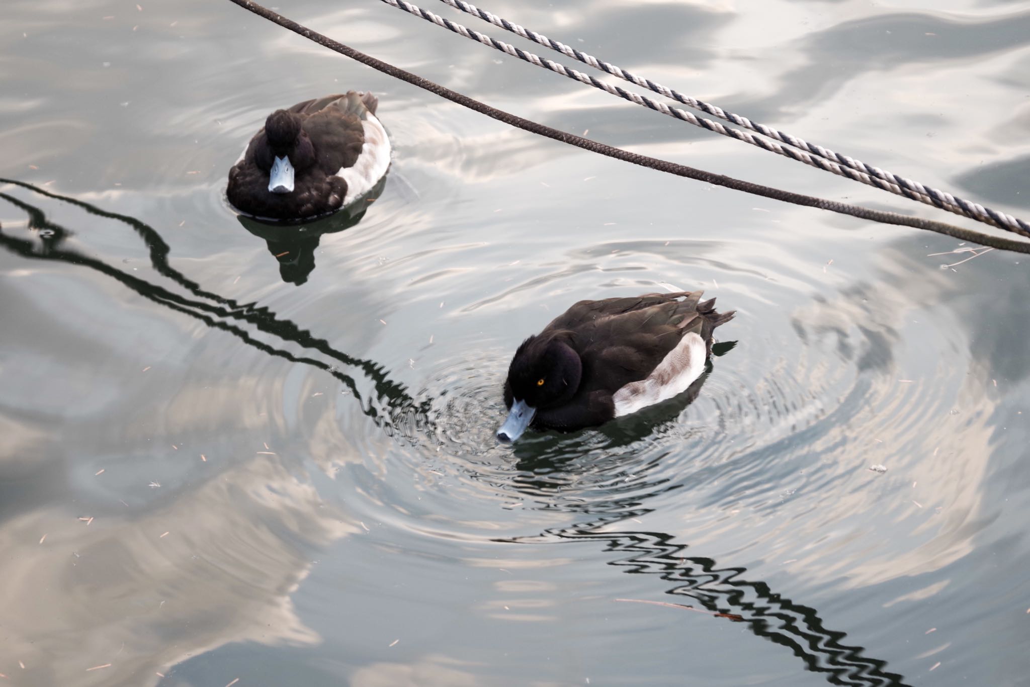 洗足池公園 キンクロハジロの写真 by Marco Birds