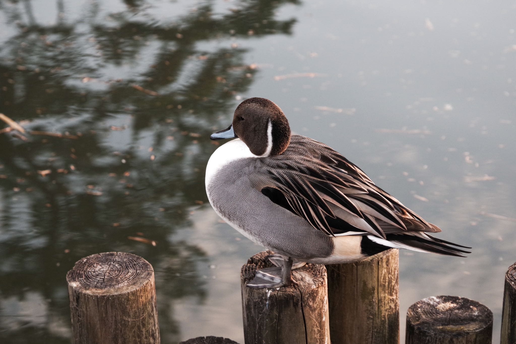 洗足池公園 オナガガモの写真 by Marco Birds