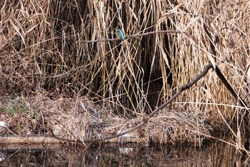 2021年12月16日(木) 洗足池公園の野鳥観察記録