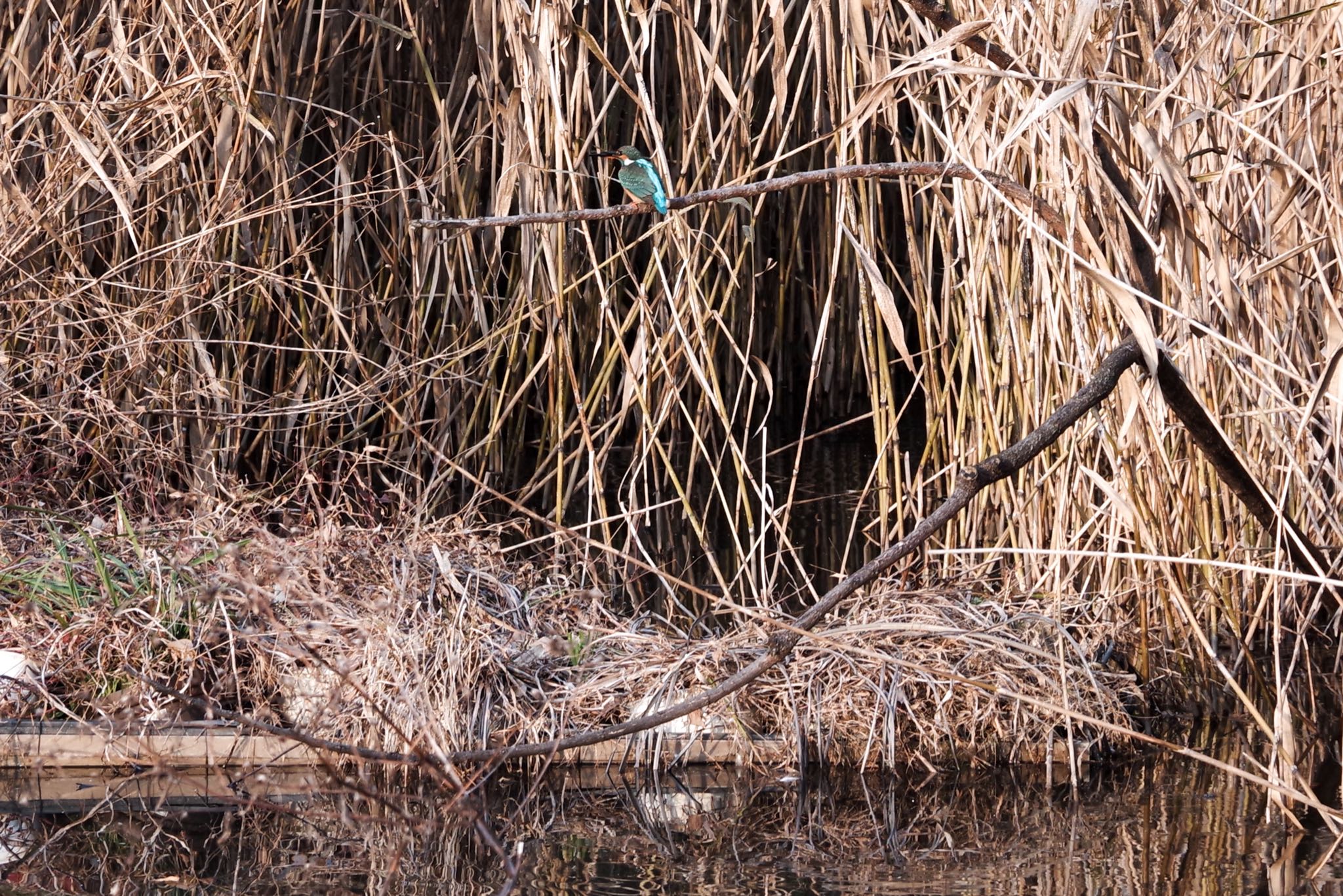 Photo of Common Kingfisher at 洗足池公園 by Marco Birds