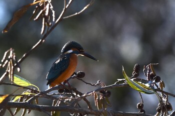 カワセミ 舎人公園 2021年12月18日(土)