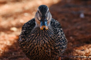 カルガモ 舎人公園 2021年12月18日(土)