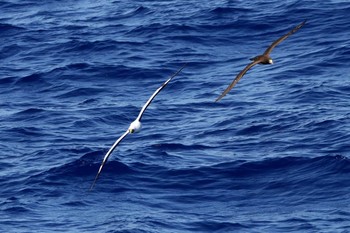 Masked Booby Islas Revillagigedo (Mexico) Fri, 4/28/2017