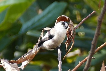 Long-tailed Tit 赤羽自然観察公園 Sat, 12/11/2021