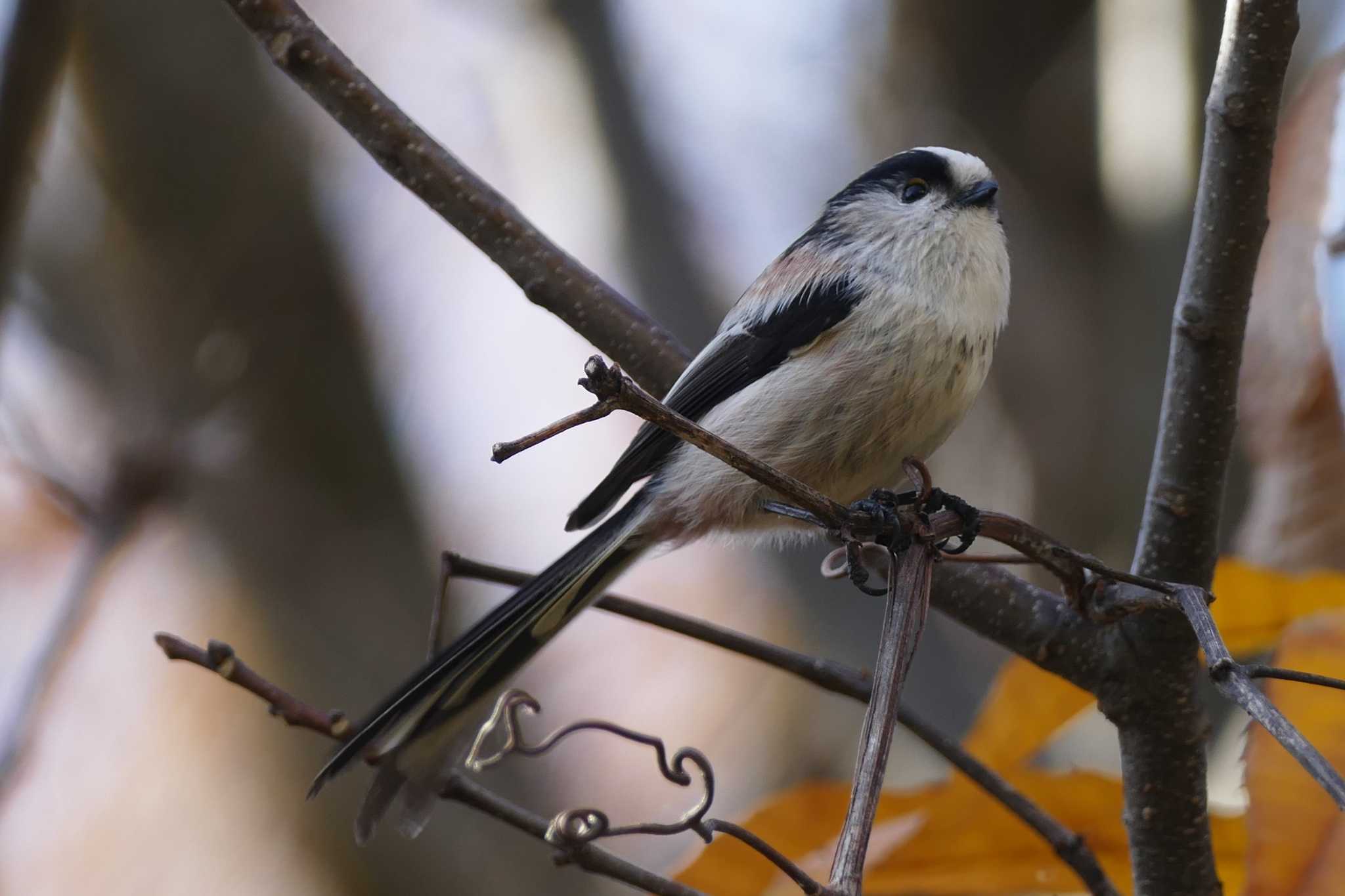 Photo of Long-tailed Tit at 赤羽自然観察公園 by アカウント5509