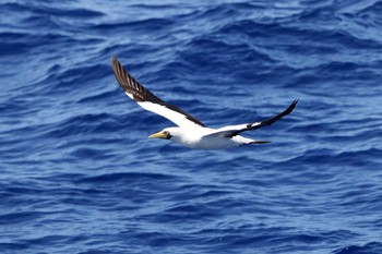 Masked Booby Islas Revillagigedo (Mexico) Fri, 4/28/2017