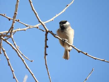 2021年12月18日(土) 朝陽公園(北京)の野鳥観察記録