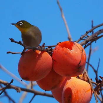 2021年12月18日(土) 茨城県の野鳥観察記録