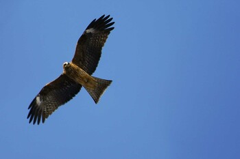 2021年12月18日(土) 旭山記念公園の野鳥観察記録