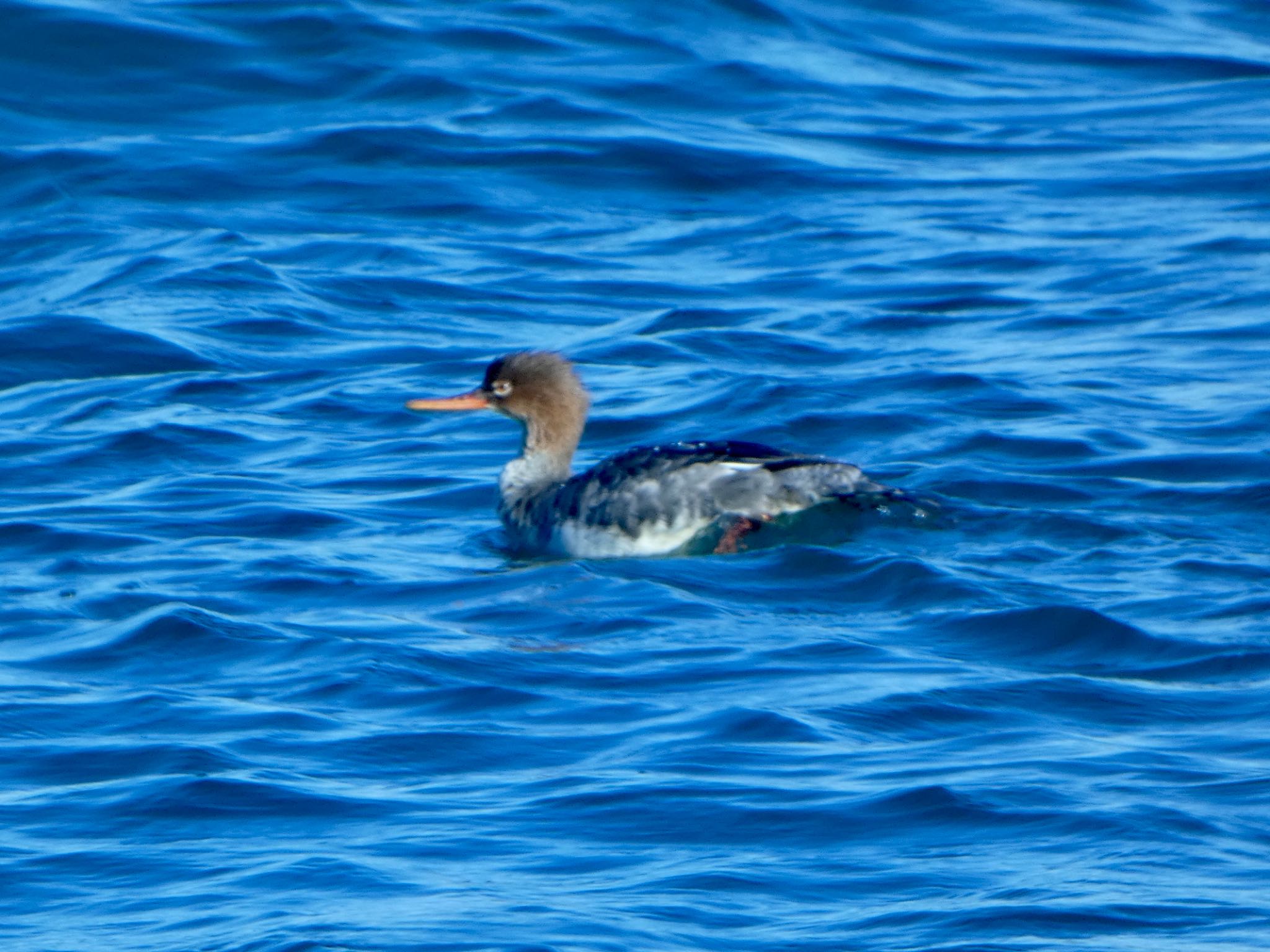 Photo of Red-breasted Merganser at 新木場緑道公園(東京都江東区) by shu118