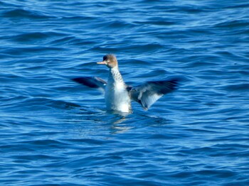 Red-breasted Merganser 新木場緑道公園(東京都江東区) Sat, 12/18/2021