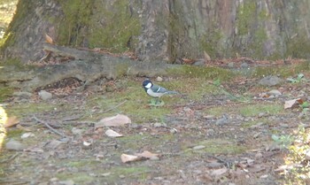 2021年12月18日(土) 伊佐沼の野鳥観察記録