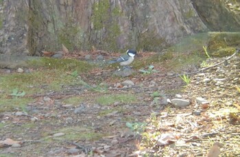 シジュウカラ 伊佐沼 2021年12月18日(土)