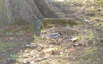 シジュウカラ 伊佐沼 2021年12月18日(土)