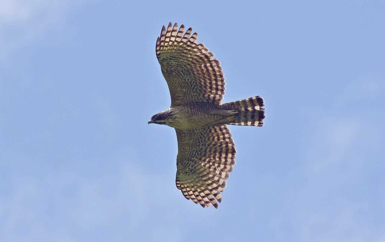 Photo of Mountain Hawk-Eagle at  by くまのみ