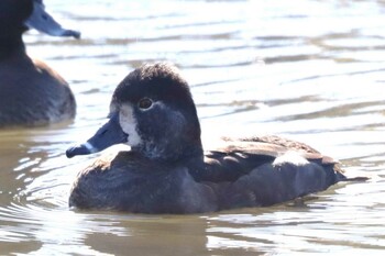 クビワキンクロ こども自然公園 (大池公園/横浜市) 2021年12月18日(土)