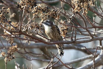 Japanese Pygmy Woodpecker 妙見山 Sat, 12/18/2021