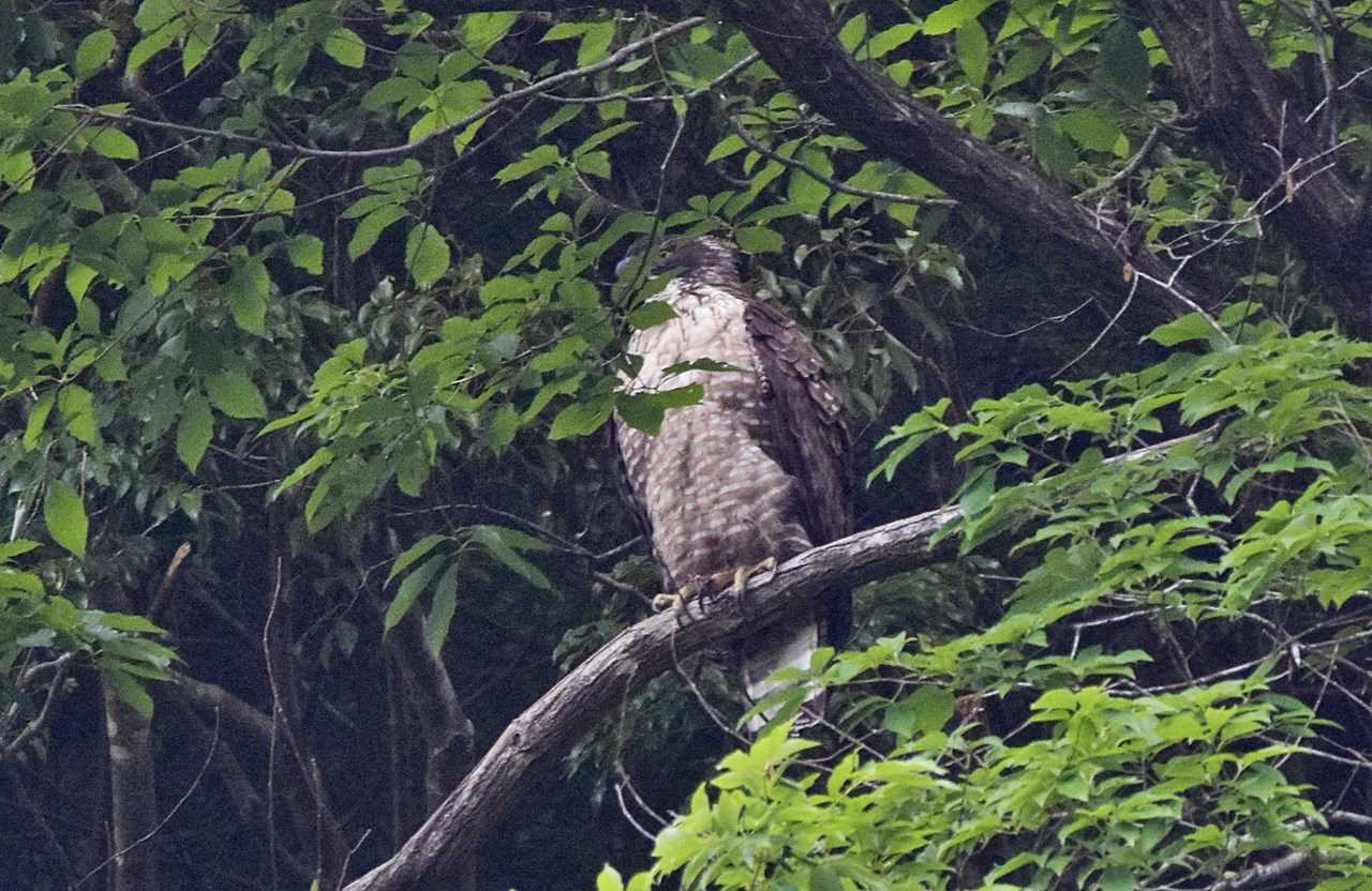 Photo of Mountain Hawk-Eagle at  by くまのみ