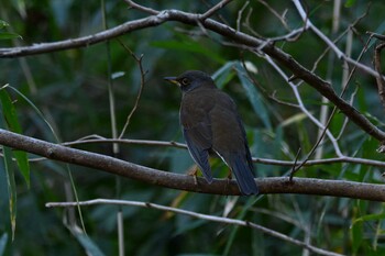 2021年12月18日(土) 生田緑地の野鳥観察記録