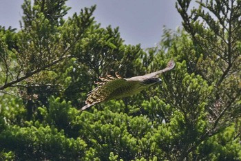 Mountain Hawk-Eagle Unknown Spots Mon, 6/5/2017