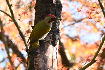 アオゲラ 生田緑地 2021年12月18日(土)