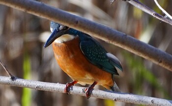 2021年12月18日(土) 千里南公園の野鳥観察記録