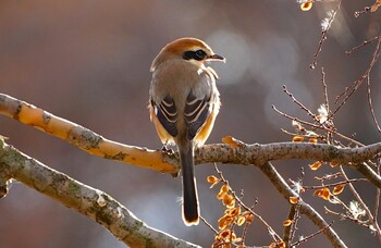 Bull-headed Shrike Oizumi Ryokuchi Park Sat, 12/18/2021