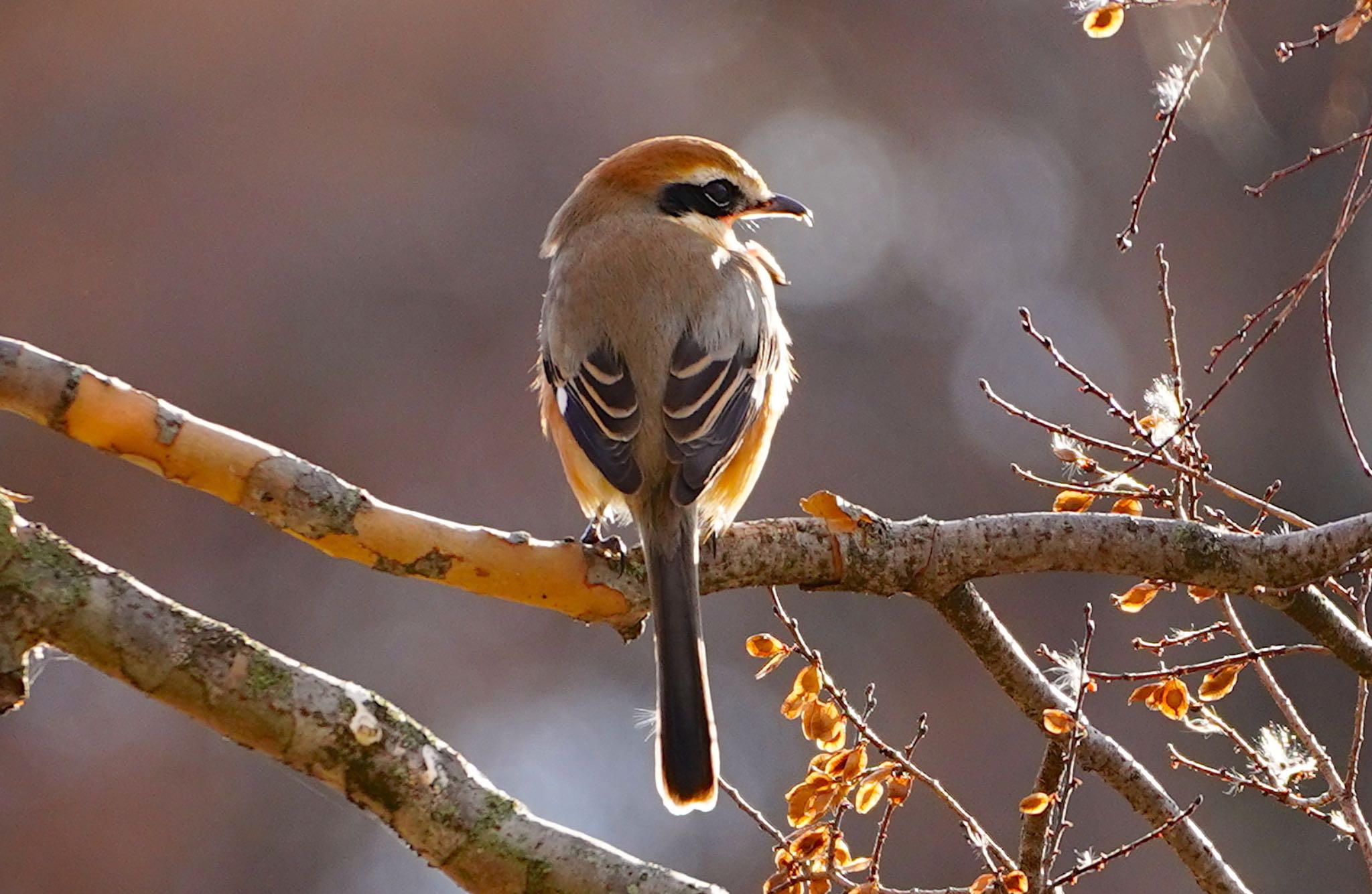 Bull-headed Shrike