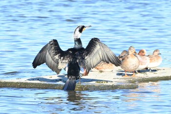 カワウ 多摩川二ヶ領宿河原堰 2021年12月18日(土)