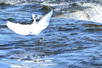 コサギ 多摩川二ヶ領宿河原堰 2021年12月18日(土)