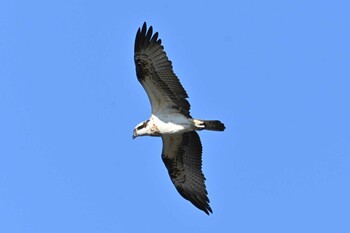 2021年12月18日(土) 多摩川二ヶ領宿河原堰の野鳥観察記録