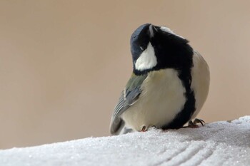 2021年12月18日(土) 茅野市の野鳥観察記録