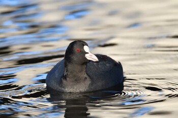 Eurasian Coot Shin-yokohama Park Sat, 12/18/2021