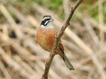 Meadow Bunting 京都府 Thu, 12/16/2021