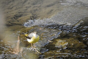 Grey Wagtail 京都府 Thu, 12/16/2021