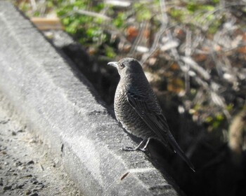 Thu, 12/16/2021 Birding report at 京都府