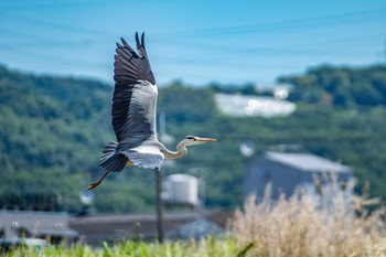 アオサギ 石川河川敷 2017年6月5日(月)