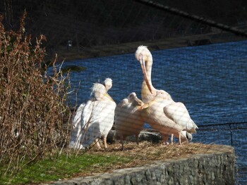 Great White Pelican 山口県 Sat, 12/4/2021