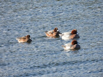 2021年12月4日(土) 山口県の野鳥観察記録