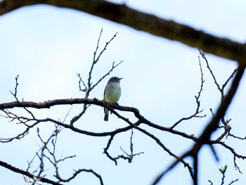 Asian Brown Flycatcher Aobayama Park Tue, 5/2/2017