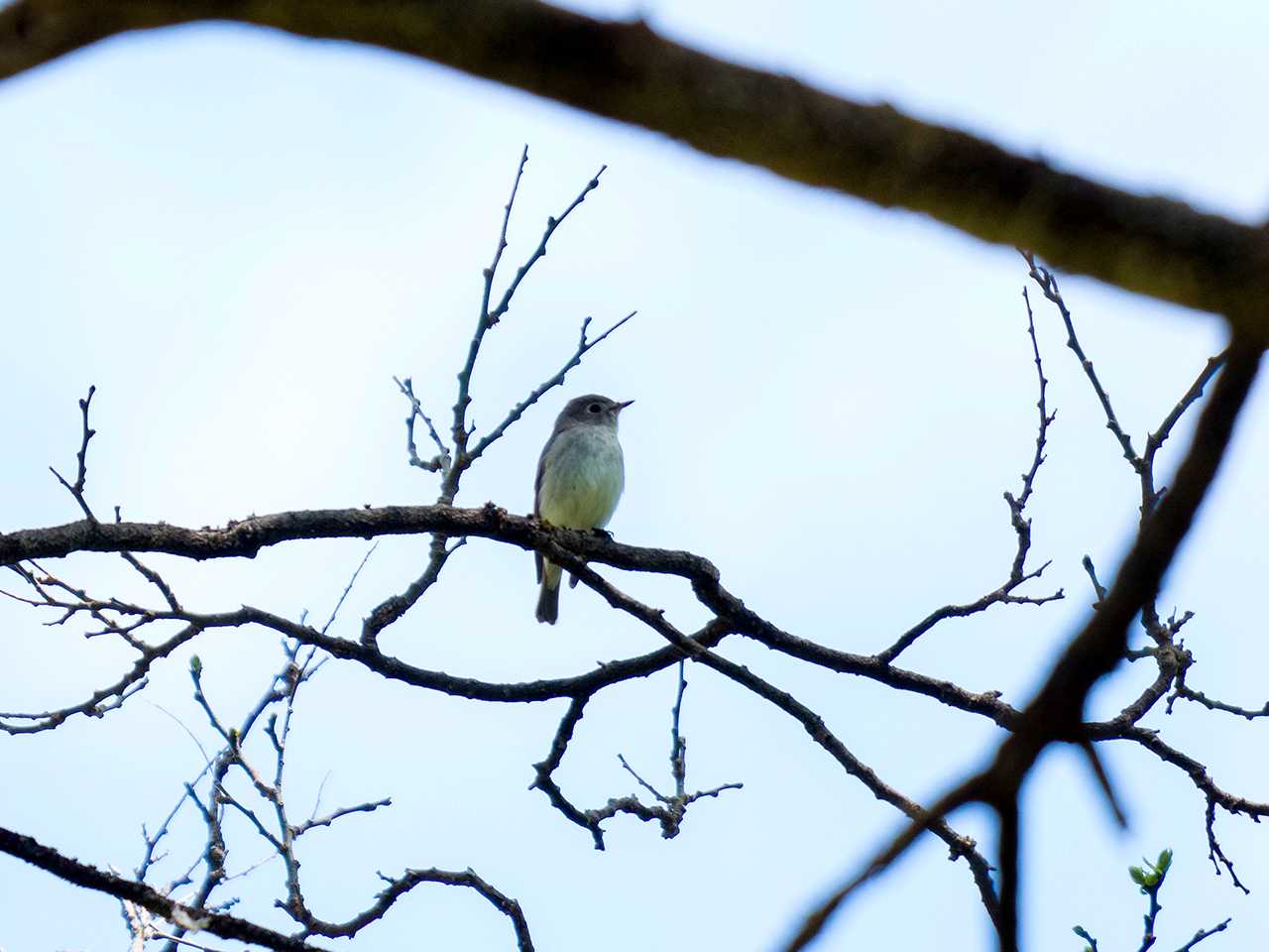 Asian Brown Flycatcher