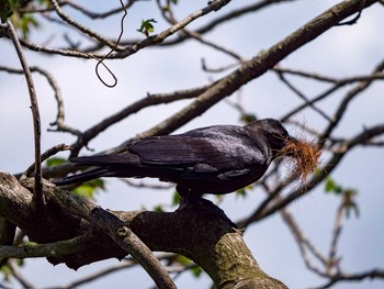 Large-billed Crow Aobayama Park Tue, 5/2/2017