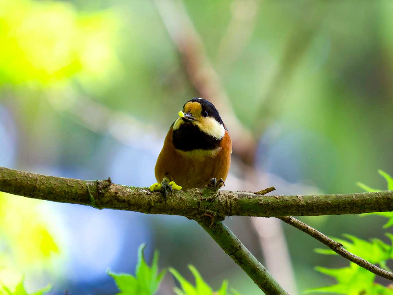 Varied Tit