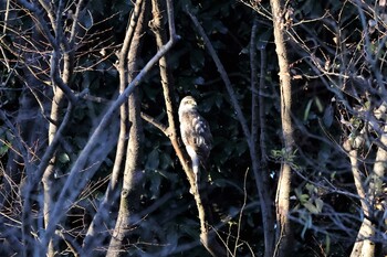 ハイタカ 光が丘公園バードサンクチュアリ 2021年12月18日(土)