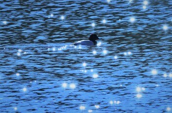 Common Pochard 紀ノ川 Sun, 12/12/2021