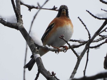 Brambling 水の森公園 Sat, 12/18/2021