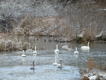 Whooper Swan 水の森公園 Sat, 12/18/2021