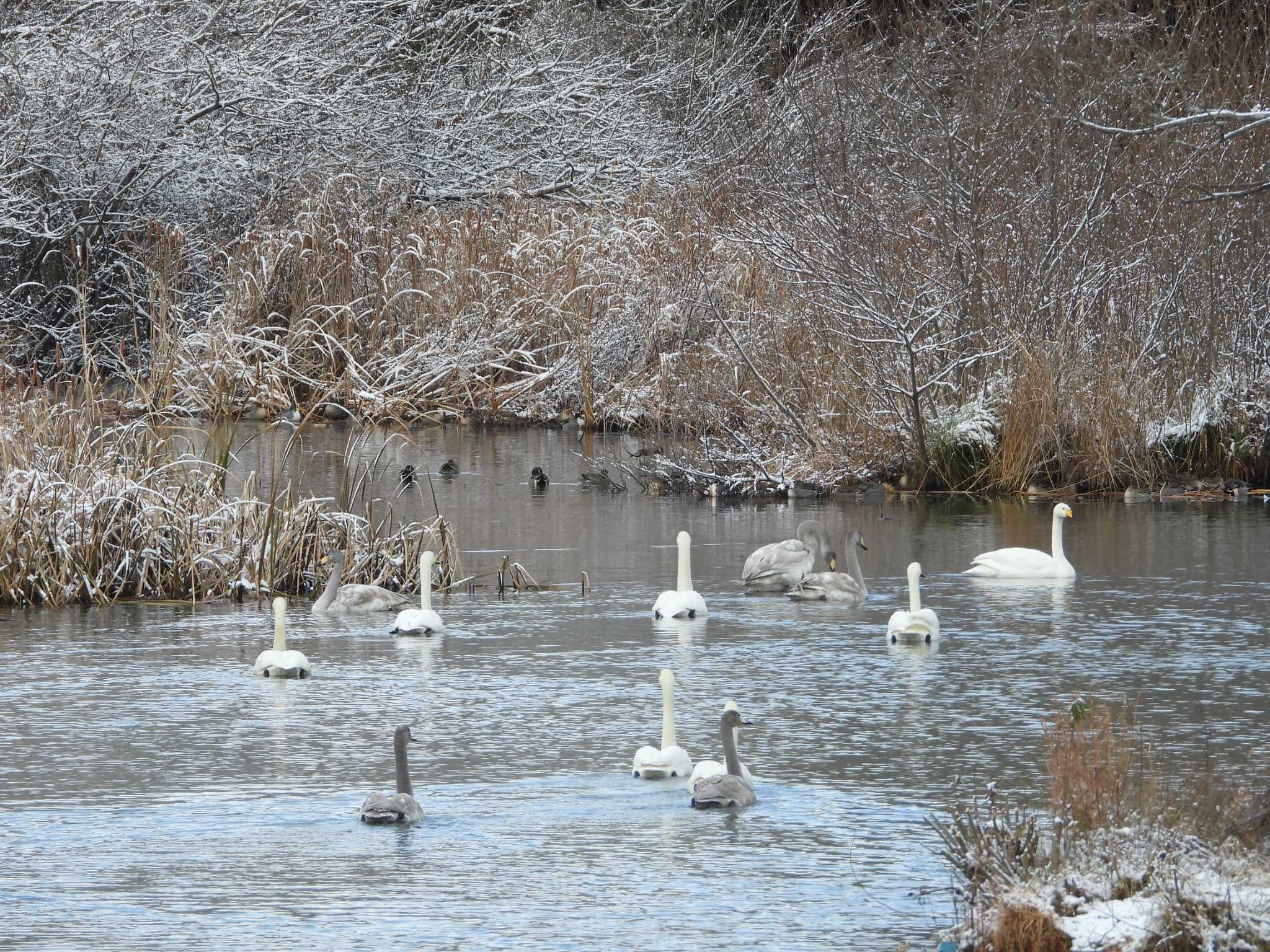 水の森公園 オオハクチョウの写真 by ぴーさん